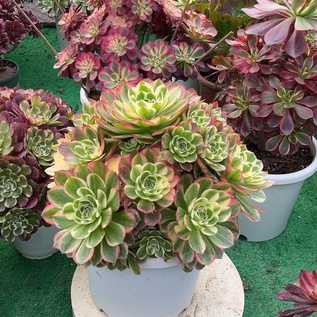 无花朵海仙法师多肉植物漂亮