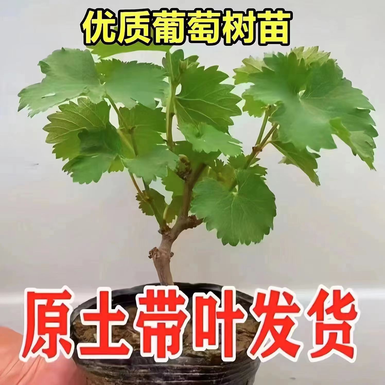 葡萄树苗盆栽地栽南方北方种植