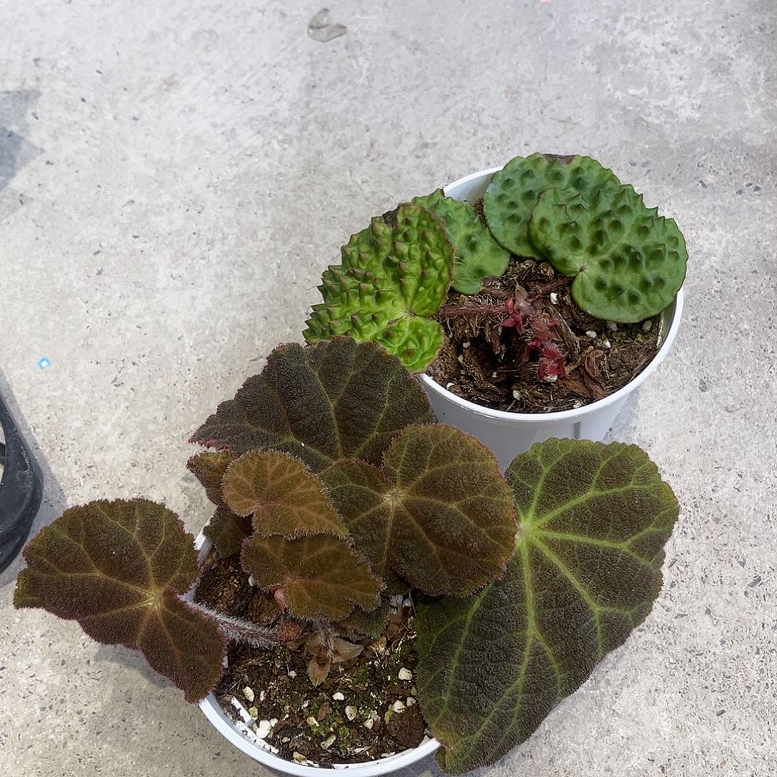 完全开放宁明个体