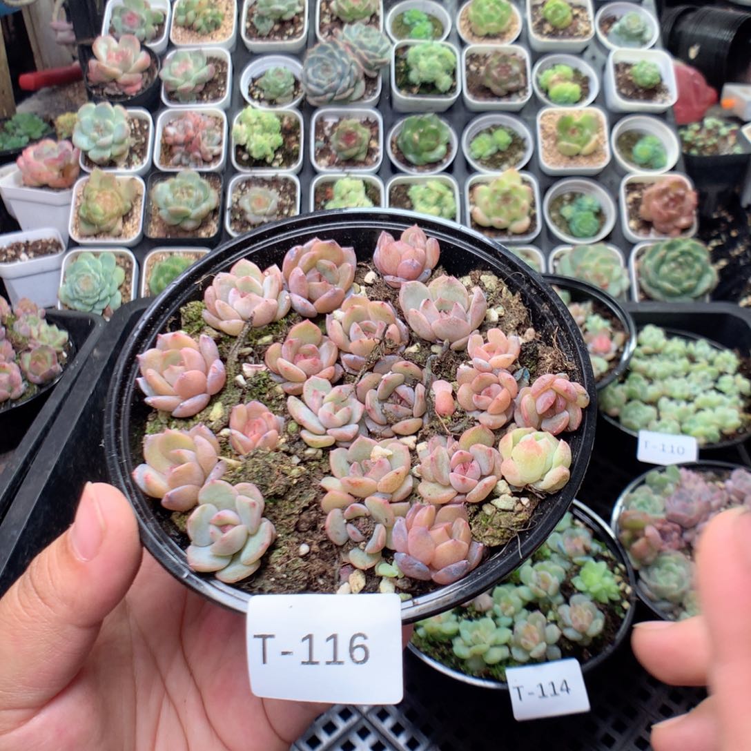 无花朵T116英语英语