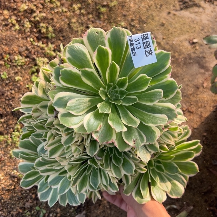 艳凝大手捧多肉植物313