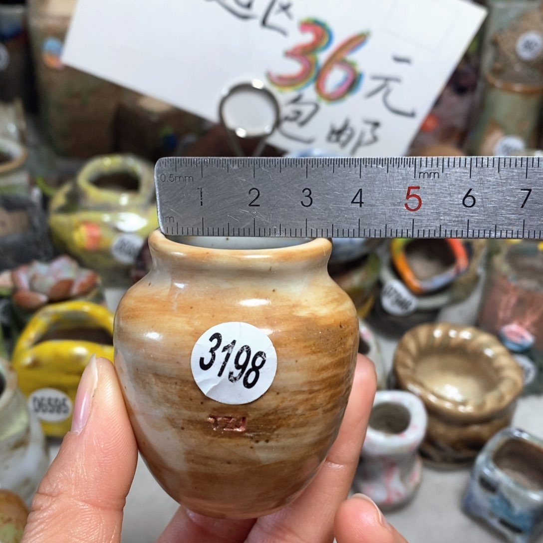 花盆拍5送一个小礼物