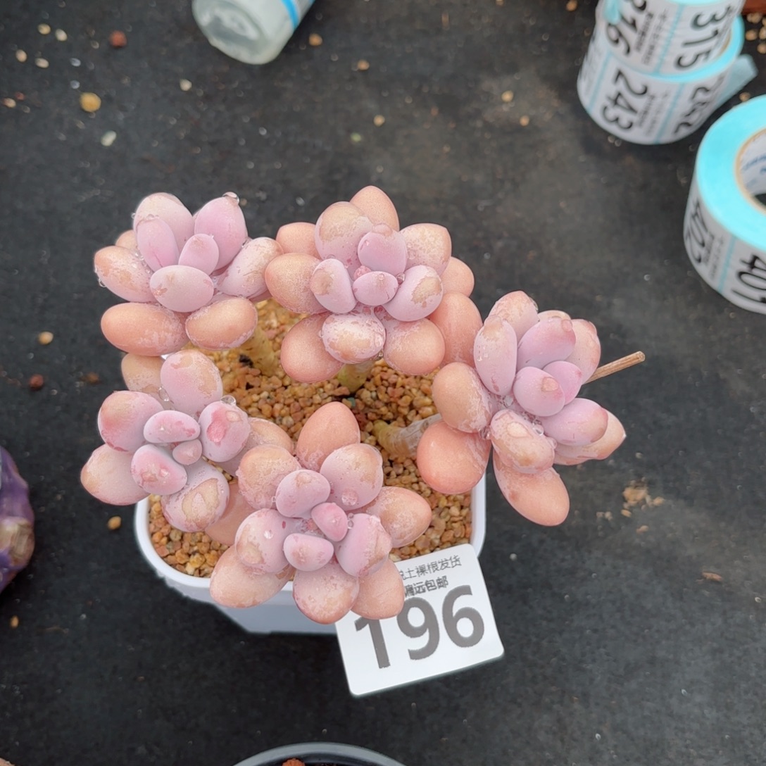 桃蛋老桩无盆土发货