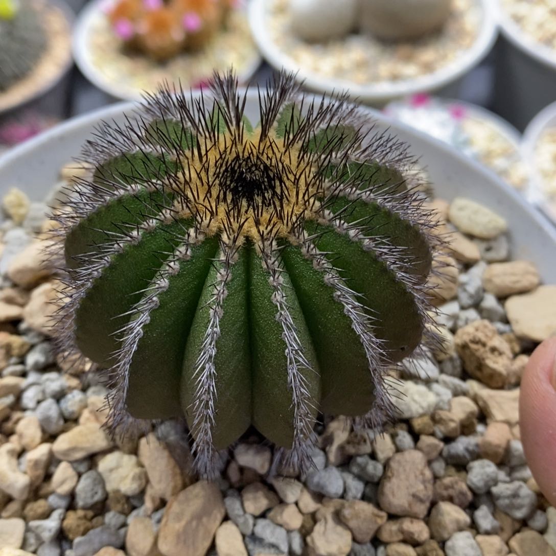 仙人球尤伯球6cm