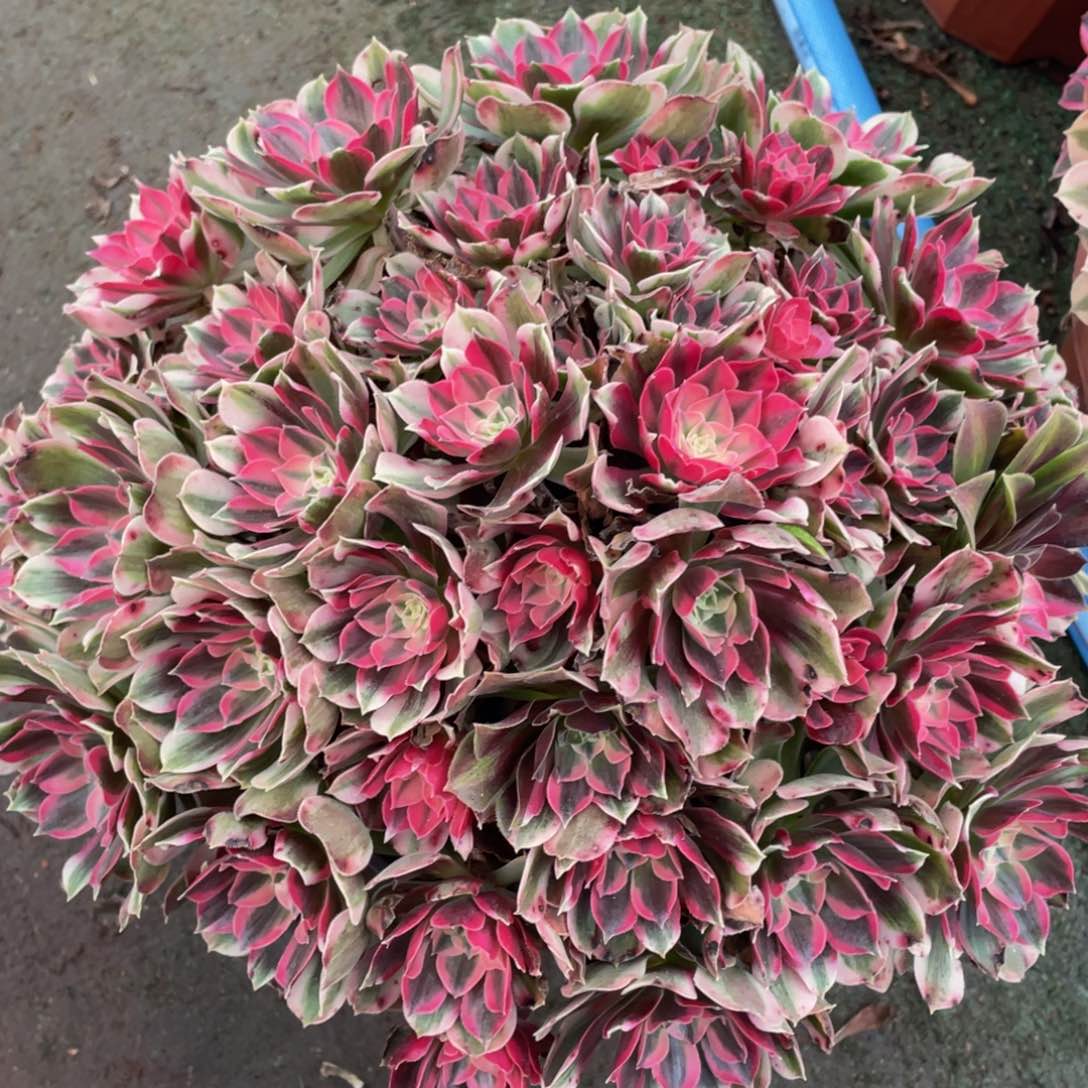 320男神大绣球精品法师老桩