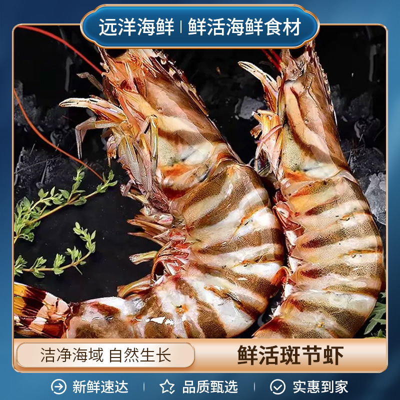 鲜活斑节虾海捕海鲜水产 250g