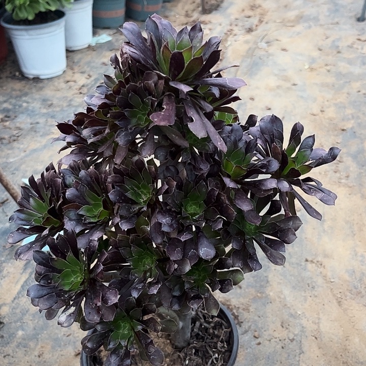 25号黑法师多肉植物