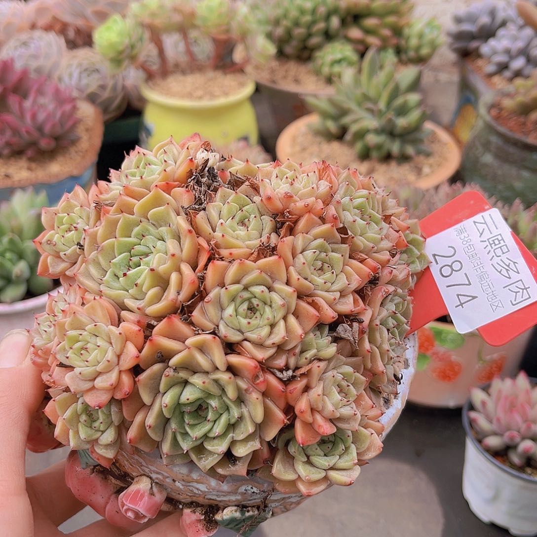 2874莎罗姬牡丹。