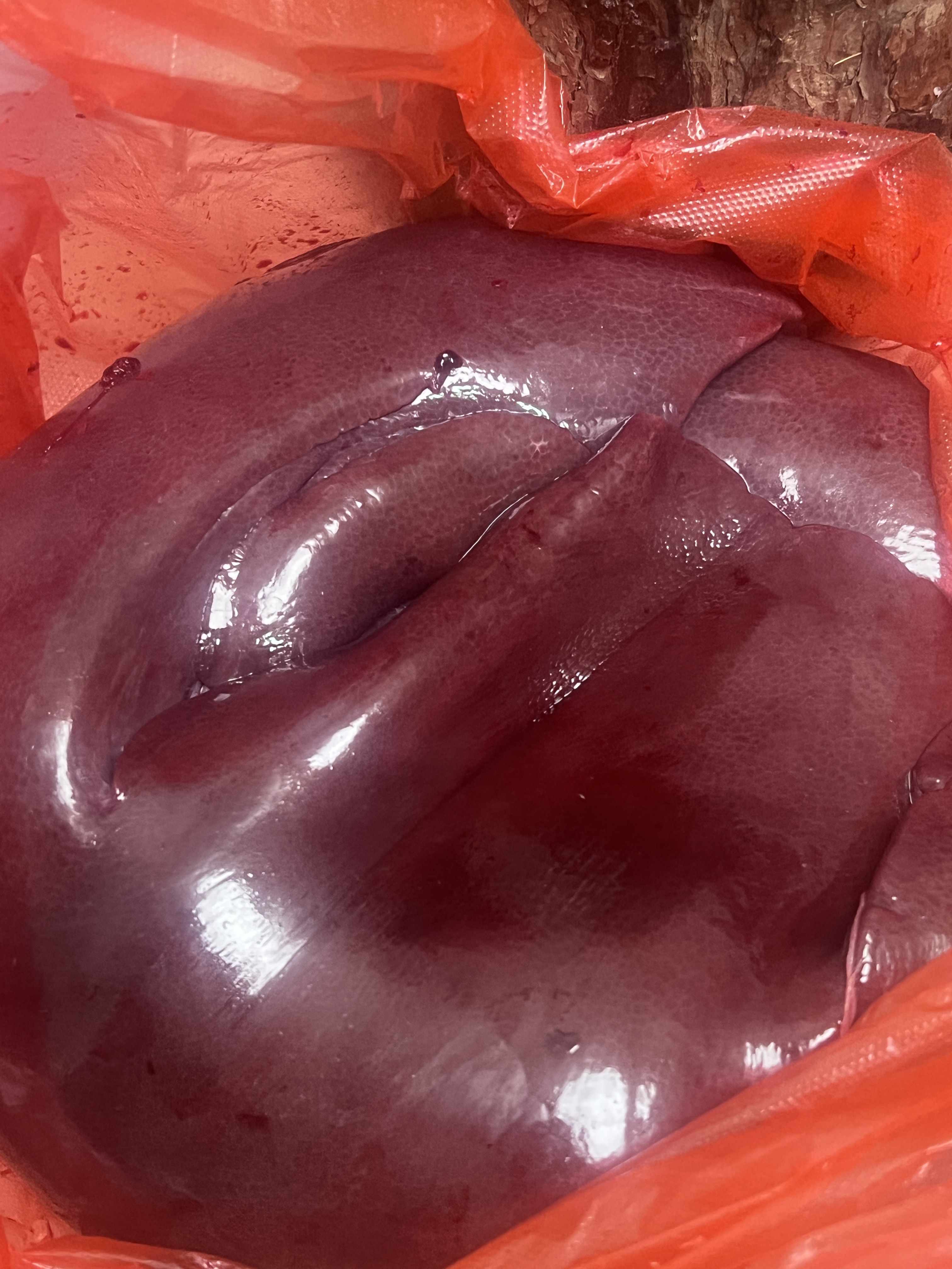 【黑土猪猪肝】【现场称重】王屋山跑山散养生态慢养猪肝顺丰包邮