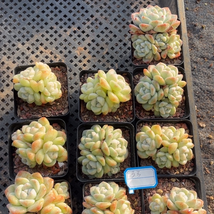 冰玉多肉七方盆一组10个3号