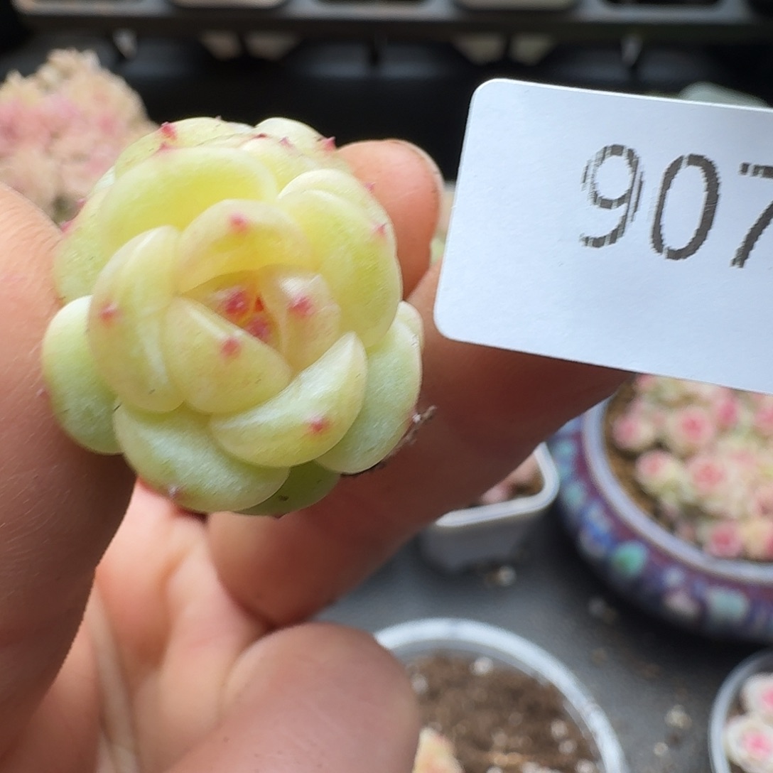一物一拍一物一拍1213-907