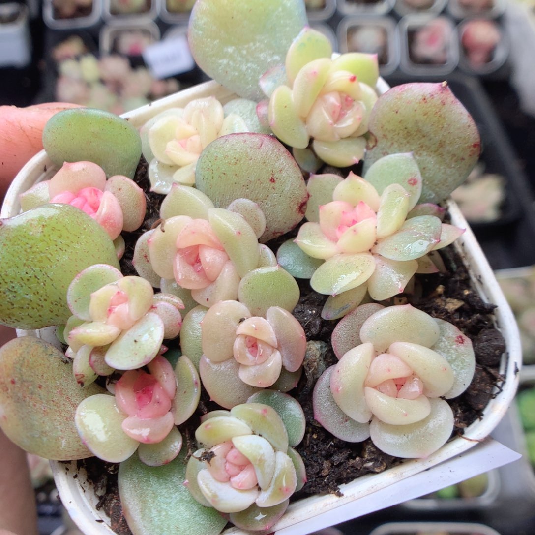 无花朵R123。风华雪月yyyyyyy
