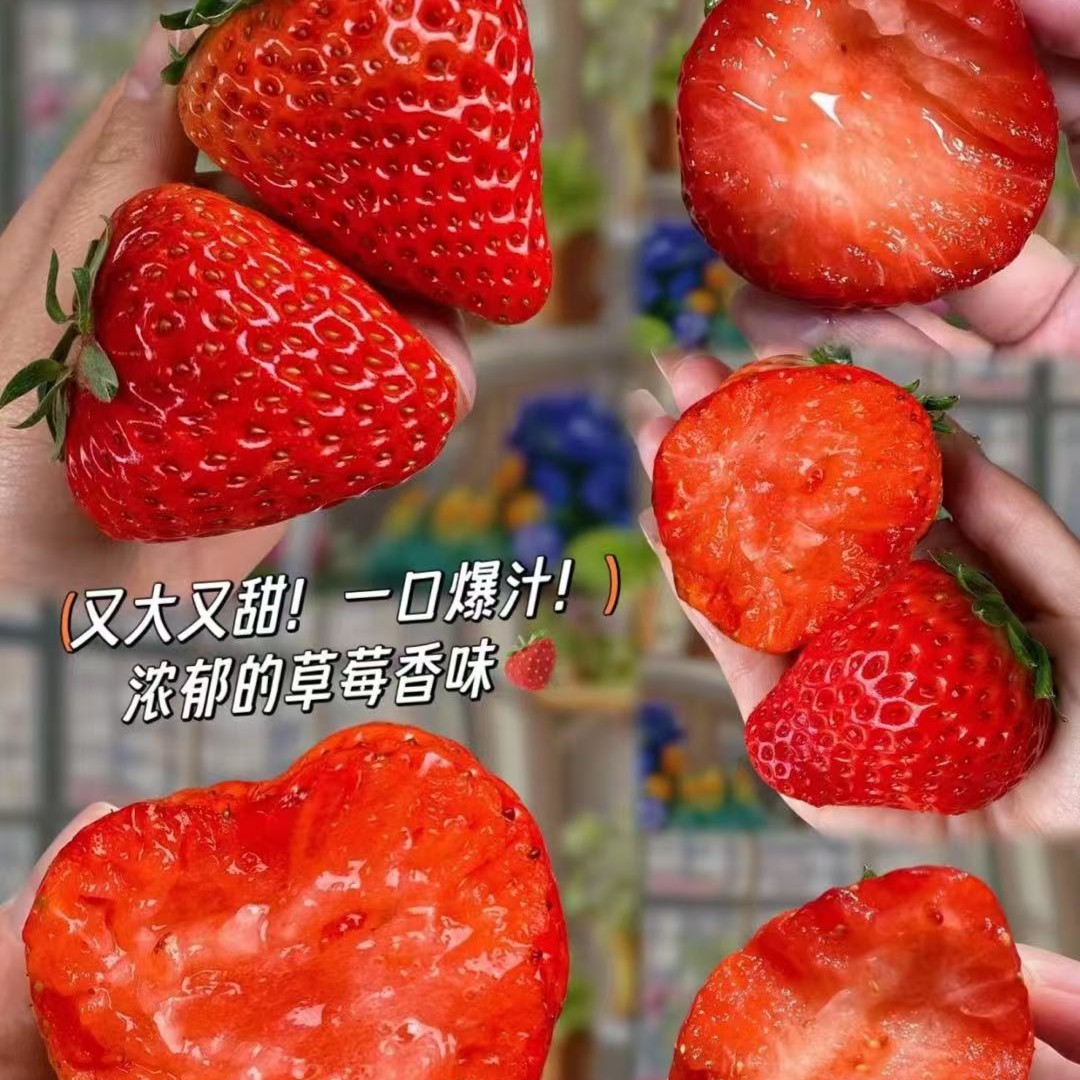 【来此购专属】丹东草莓小板