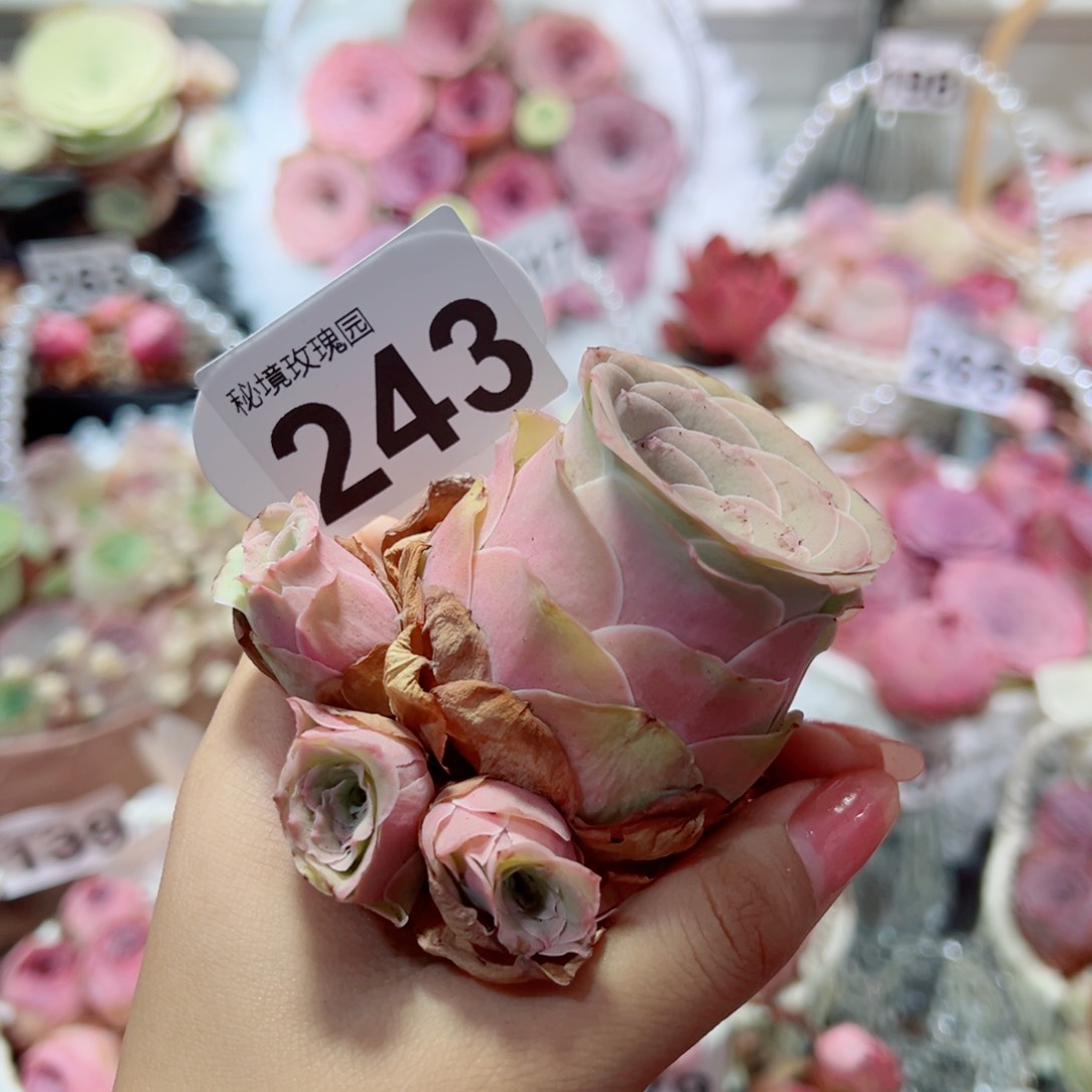 243玉安玫瑰群。      