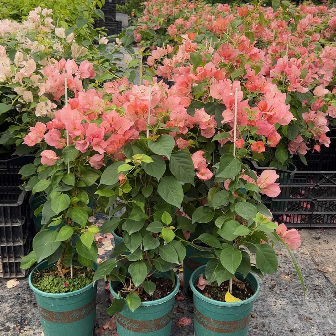 大部分花苞少量开放日落一颗