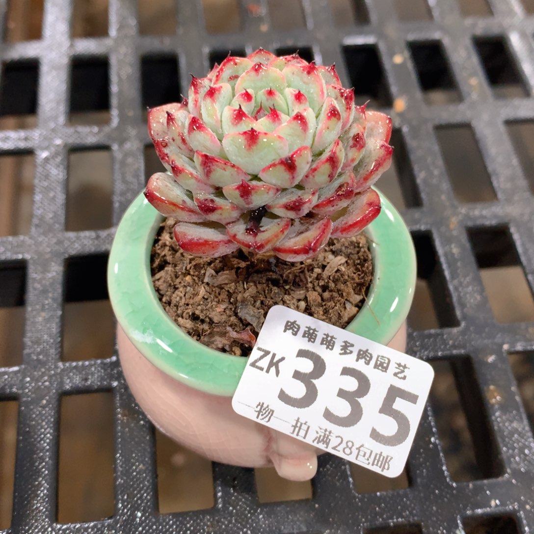 肉萌萌拇指盆精控多肉ZK335