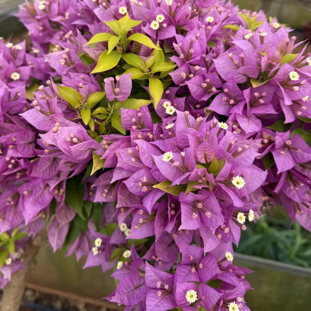 三角梅花卉勤花四季开花带盆带土带花苞基地直发