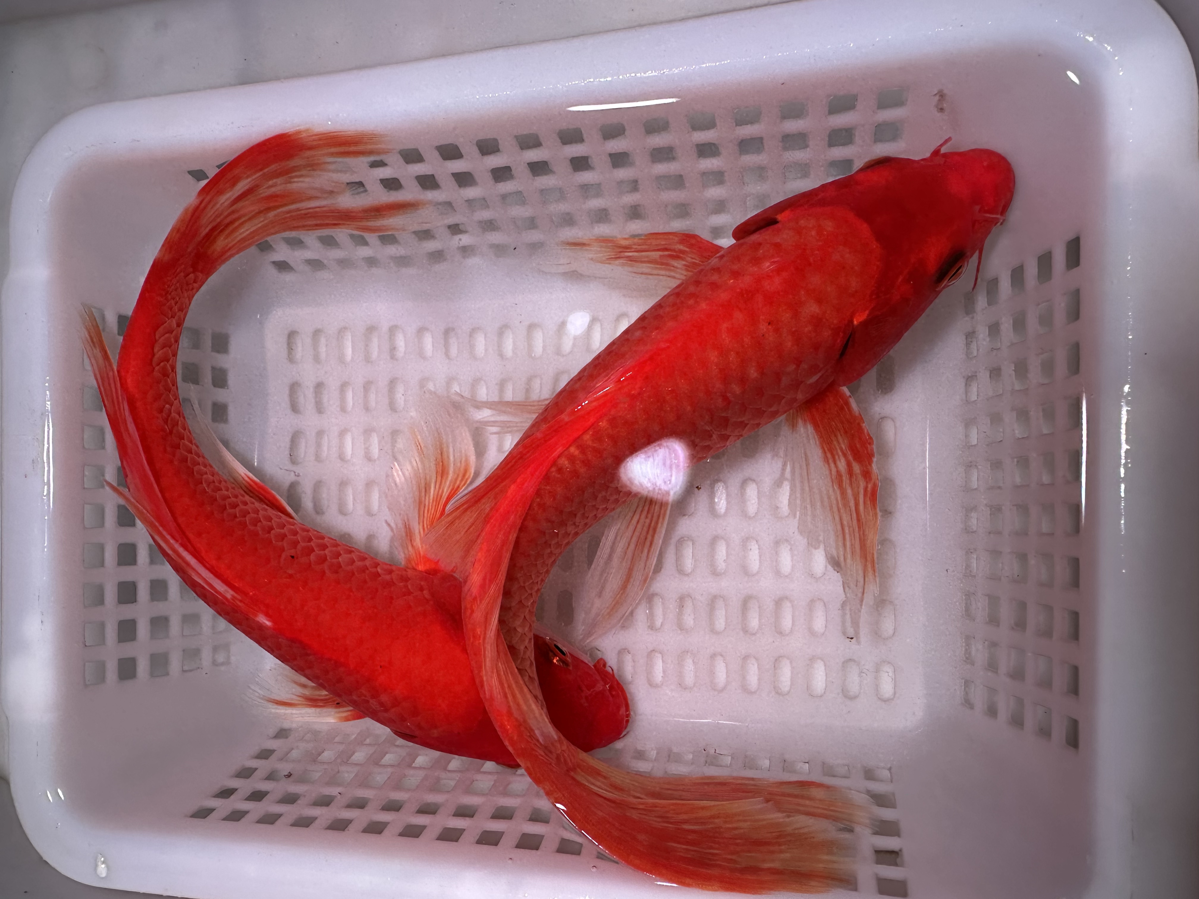 【两条装】纯红火鲤蝴蝶鲤锦鲤观赏鱼冷水鱼淡水鱼顺丰包邮