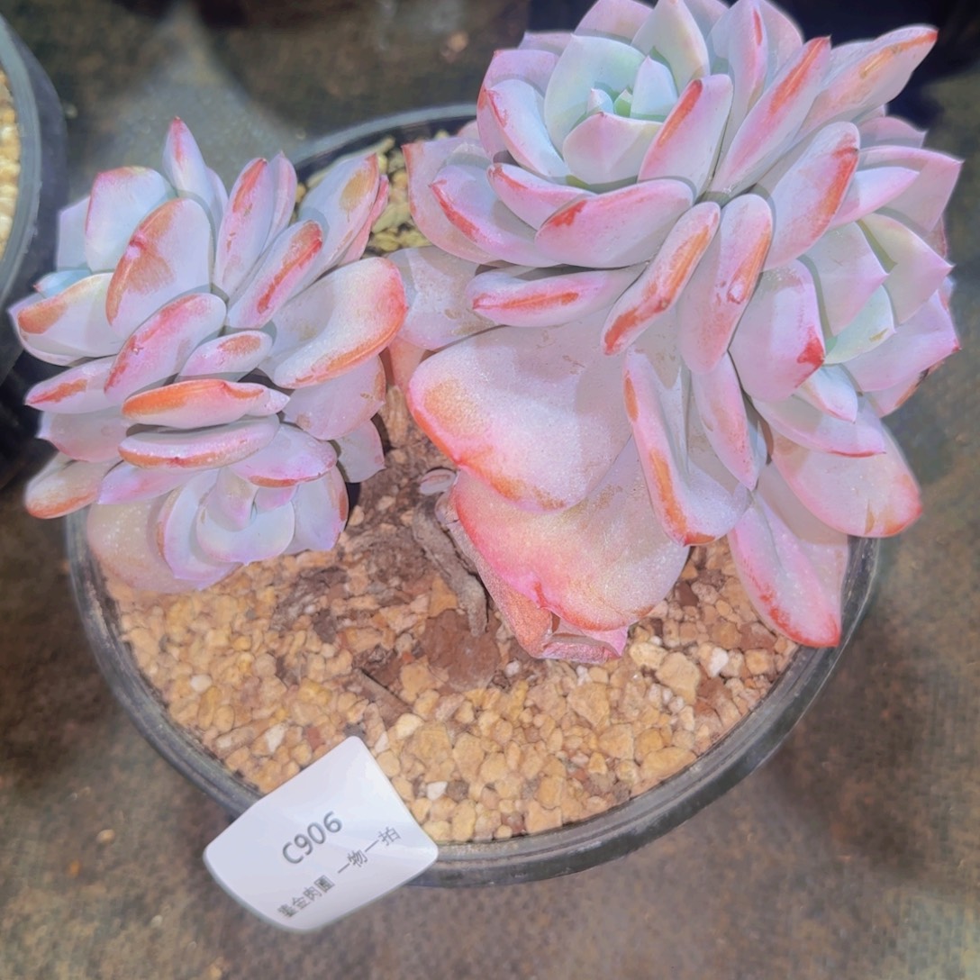 小***灰C906双头分心奶茶    