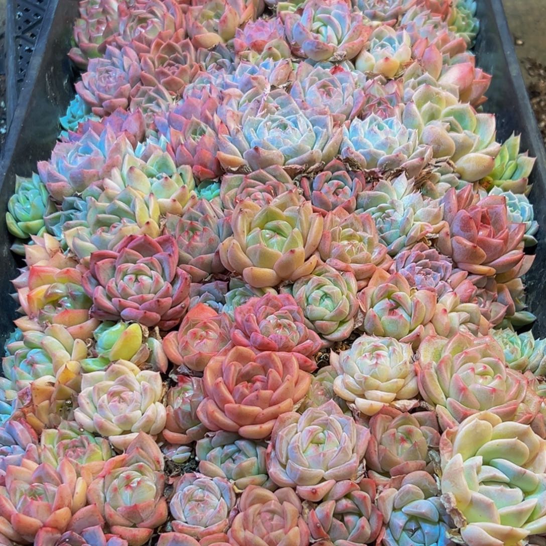 324多肉葡萄的味道是真的