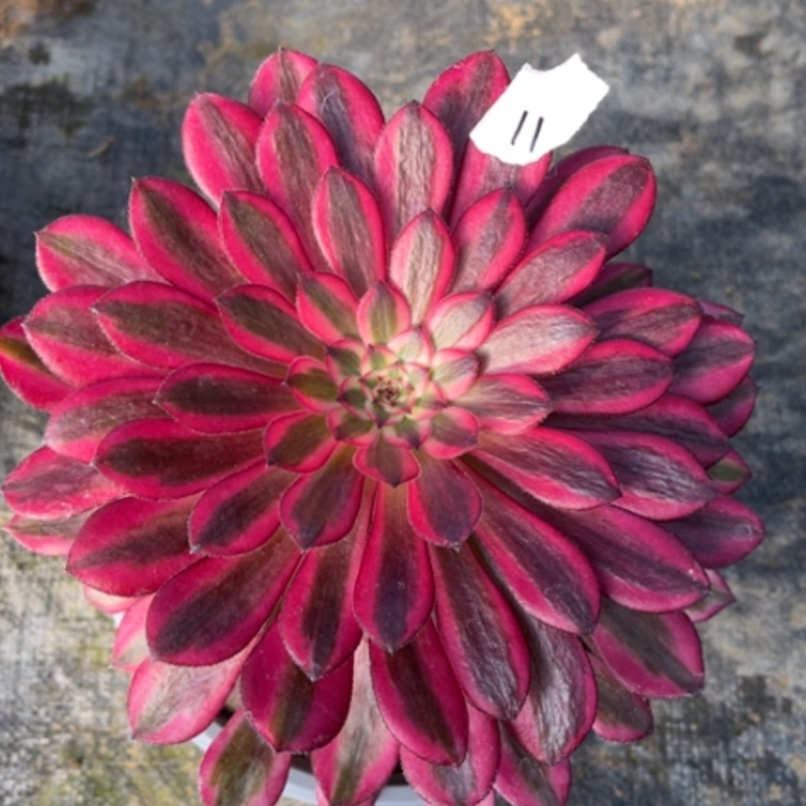 【闪购商品】11月亮女神多肉法师