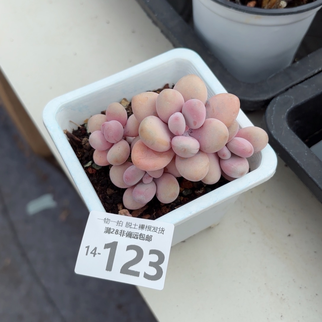 桃蛋老桩多肉多肉