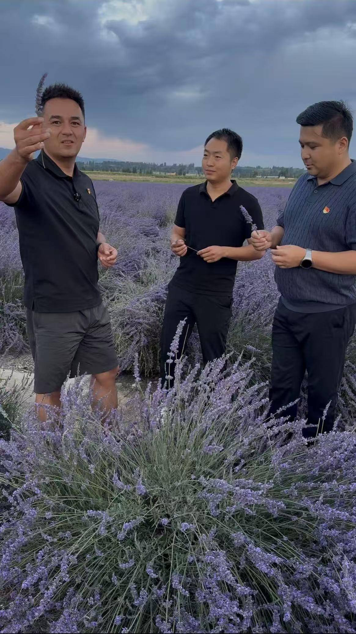 新疆伊犁薰衣草干花粒熏衣草干花散装天然衣柜香薰汽车初级农产品