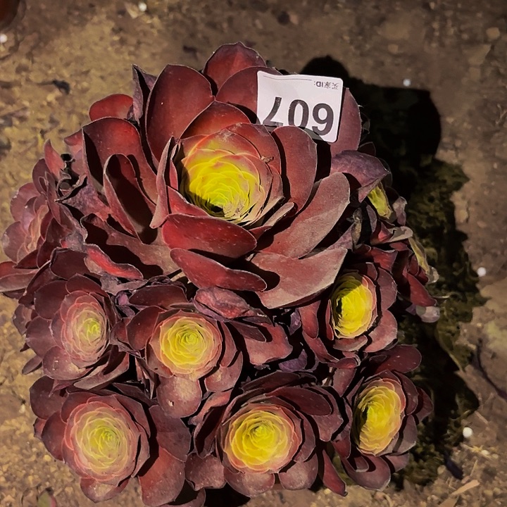 607魅金多肉植物不售后
