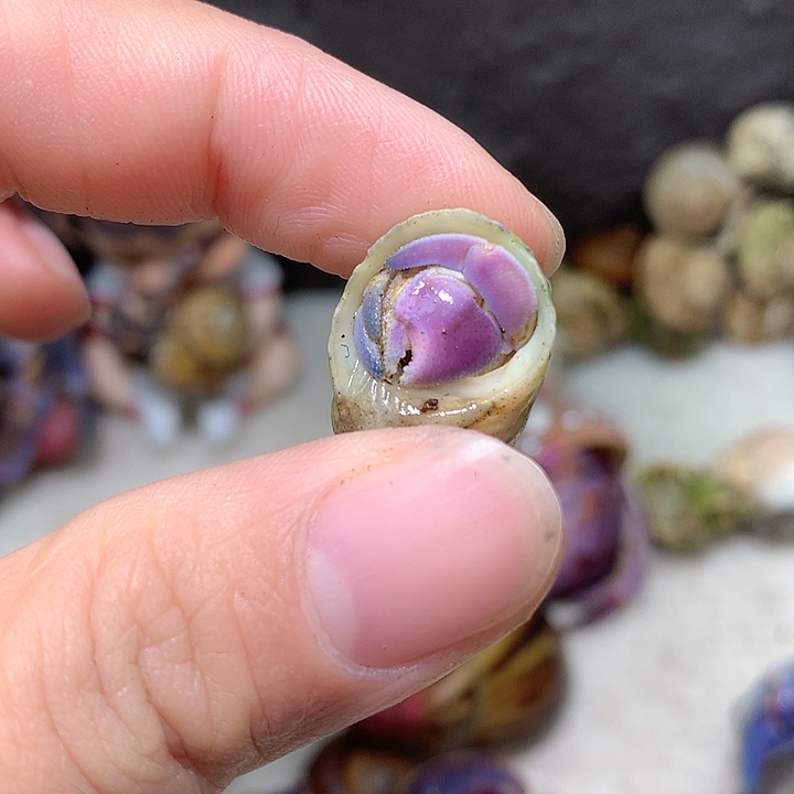 1.2口径奔跑的寄居蟹17号