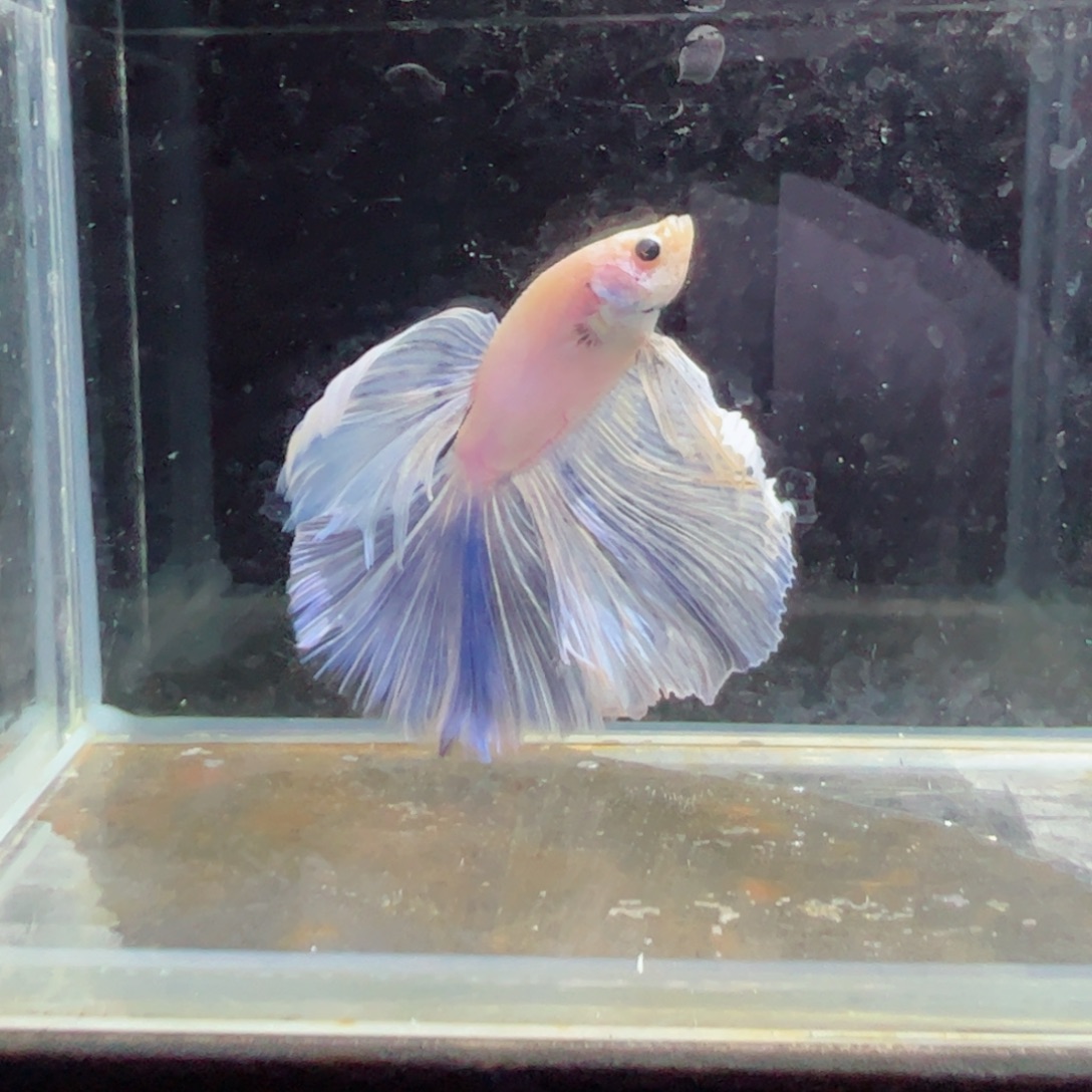 斗鱼浅色特殊尾hhhh