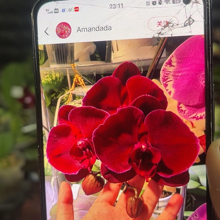 当前无花栽培后可以开花红天鹅2.8