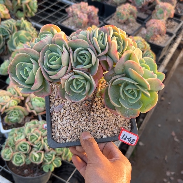 精品多肉植物老桩鸡蛋碧桃缀
