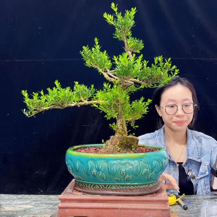 无花朵皱皮黄杨四季常绿