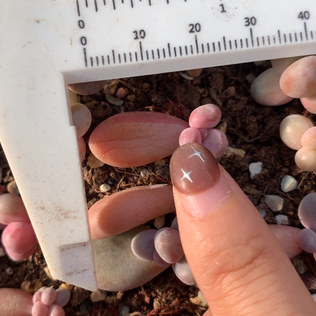 糖果奶红拉丝 不凑满28元发一片叶 不售后 到付