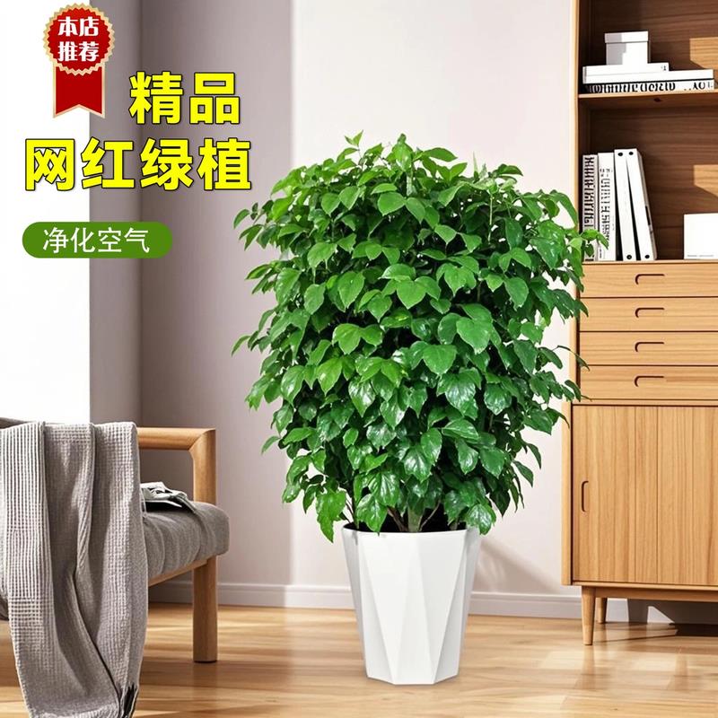 丛生幸福树70-90cm大盆栽客厅净化空气办公室客厅植物观叶盆景