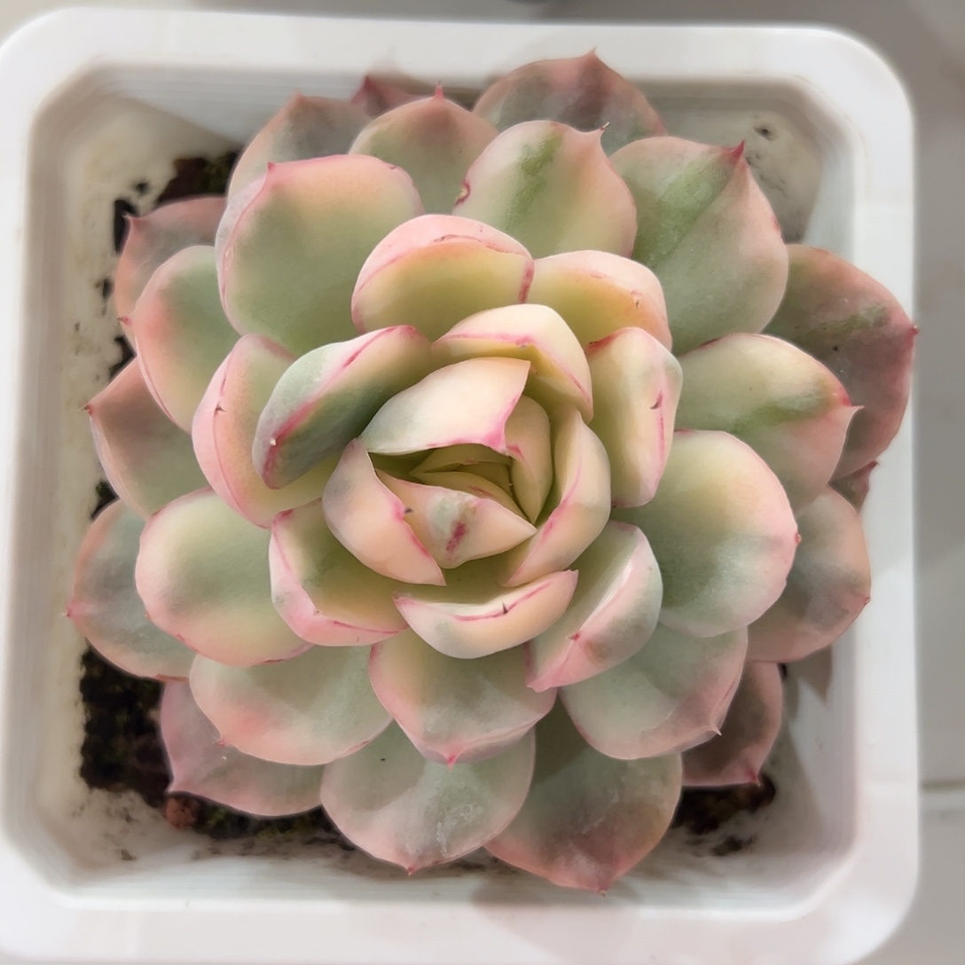 草莓蛋糕锦多肉植物