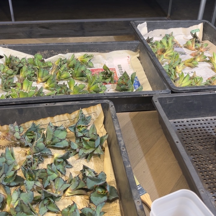 白鲸姬仁蕾丝蓝鲸4颗顶芽