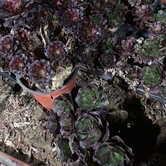 大***$魅金单头十棵000010