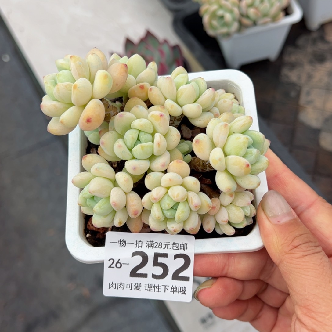 樱花罗绮多肉多肉多肉多肉多肉