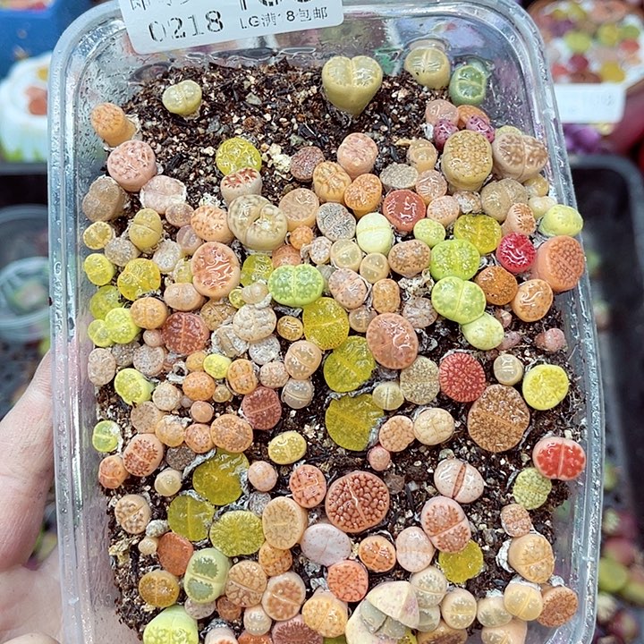 郎哥多肉生石花18-133