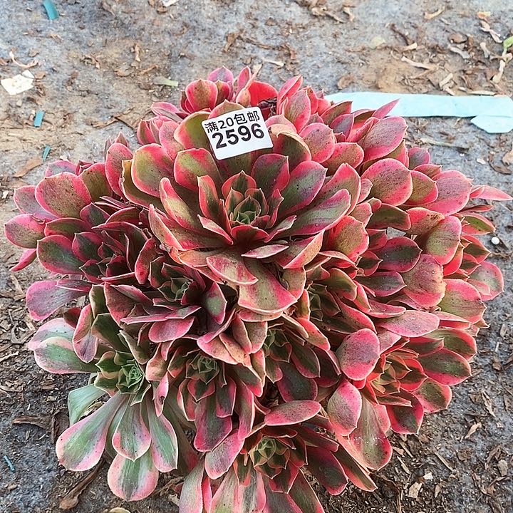 2596 一颗女神法师