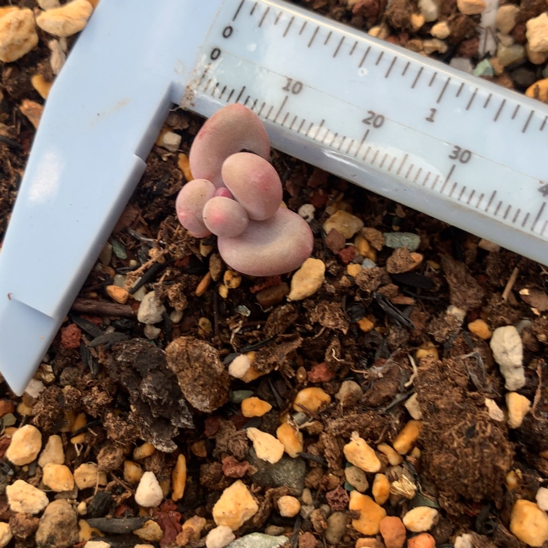 韩国彩虹奶酪 不凑满28元发一片叶 不售后 到付