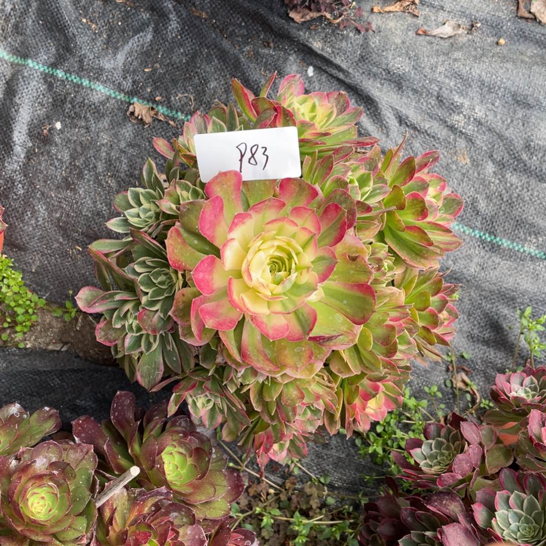 老五多肉98311111