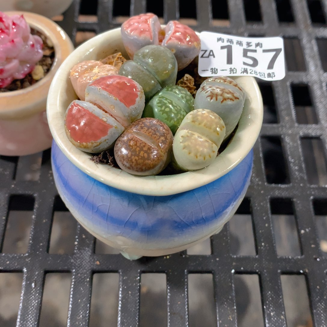 肉萌萌拇指盆精控多肉ZA157