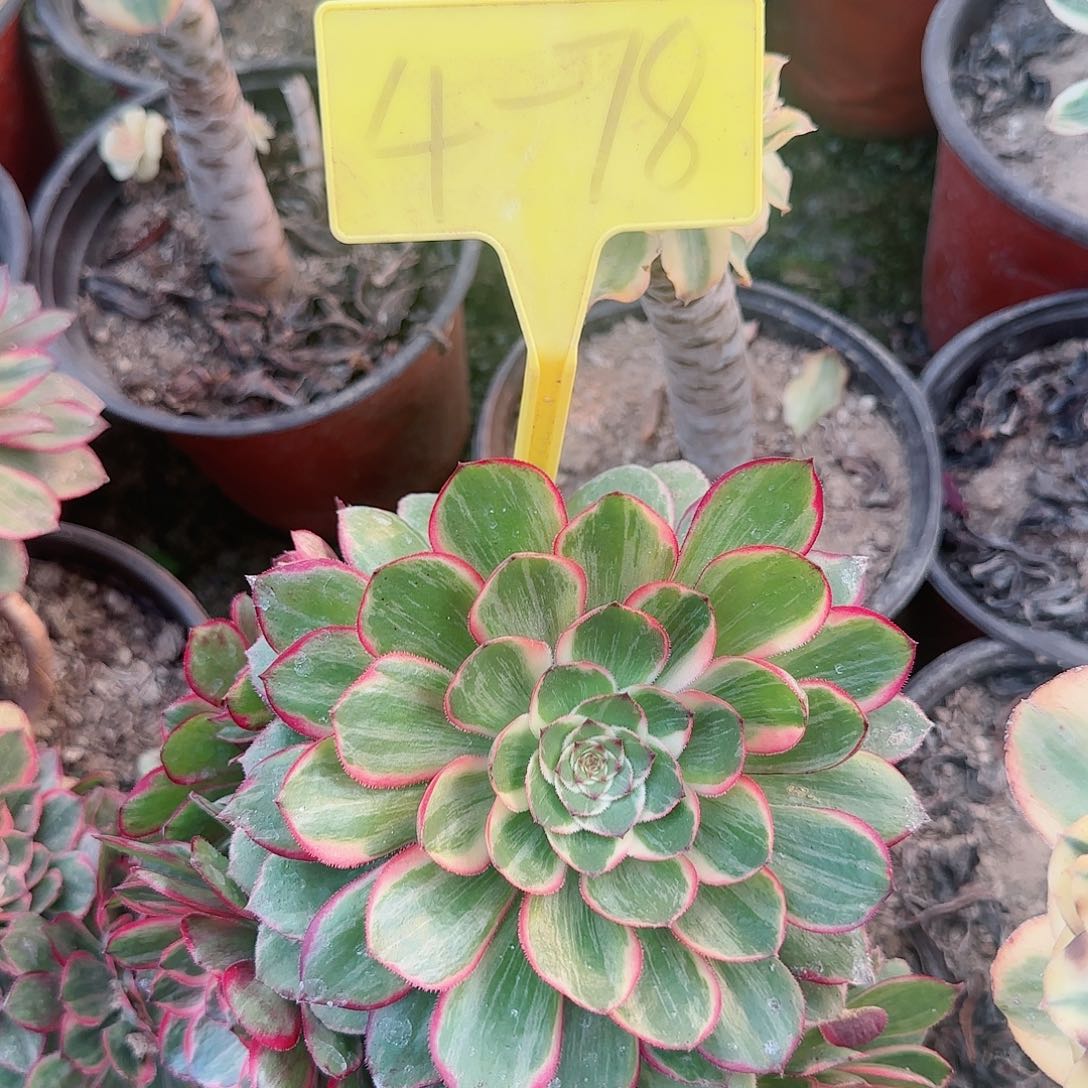 4-78---莲花座多头