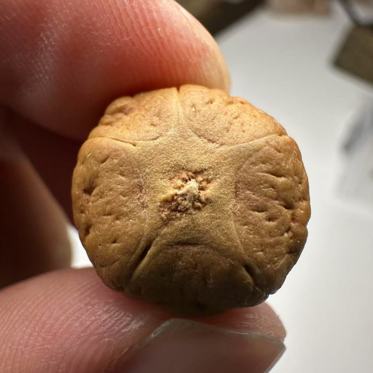 尼泊尔五星菩提，尺寸17，sss系列，货号152