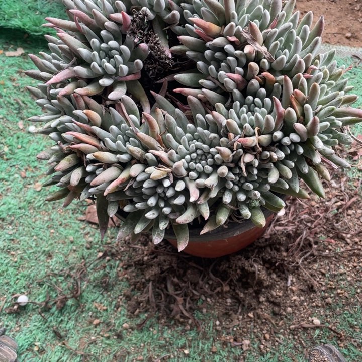 345号雪花多肉植物