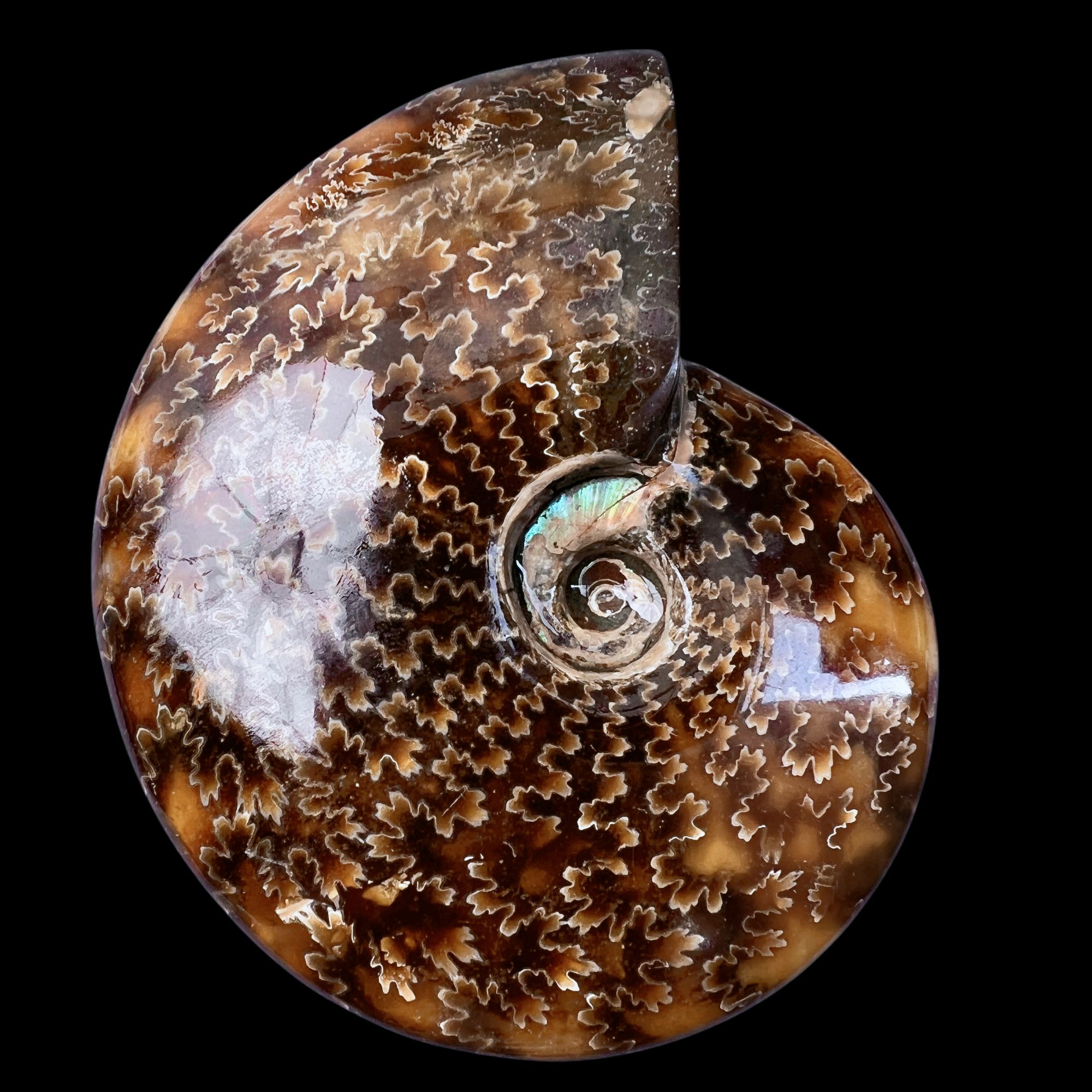 【叶菊石（摆件）】112mm 玉化 马达加斯加 古贝壳 G2