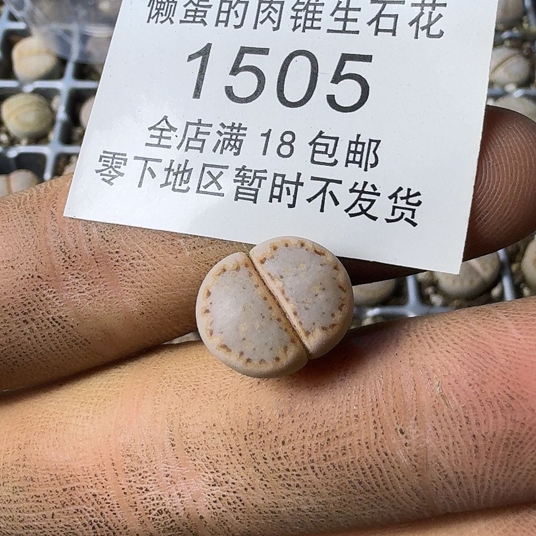 1505 哈哈哈哈哈哈哈哈哈