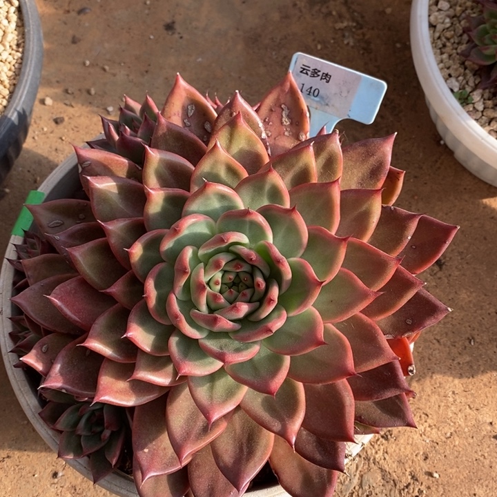 粉钻有伤福利140号哦